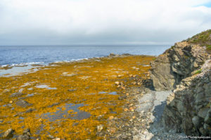 Rocky Harbour, Lobster Cove Head Lighthouse Drunkphotography.com