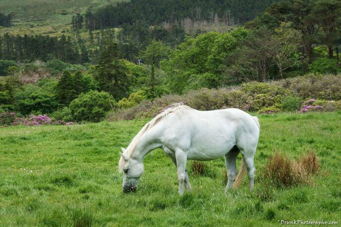 Riding the white horse