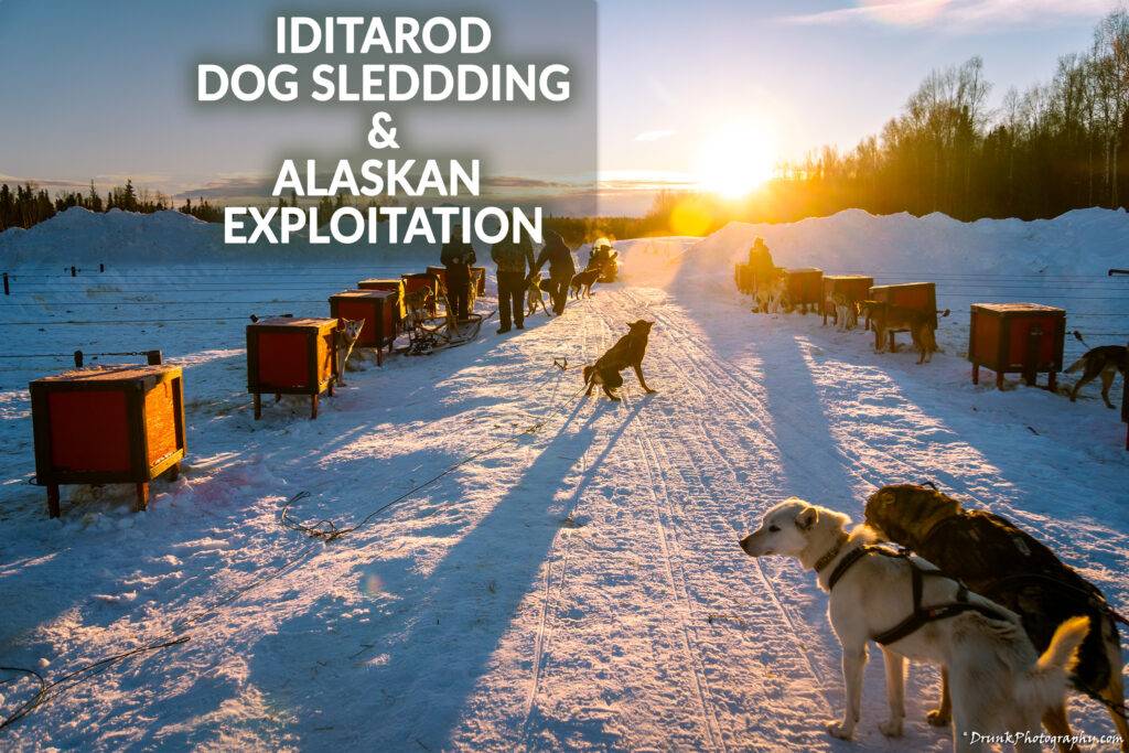 Iditarod