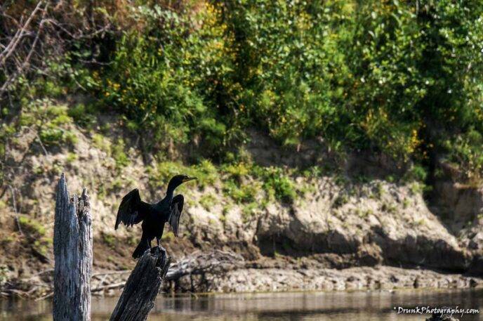 Double Crested Cormorant Drunkphotography.com