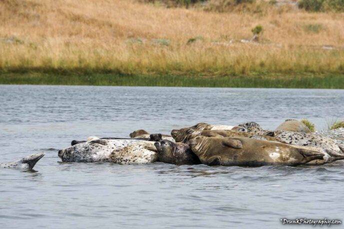 Harbor Seal sleep over