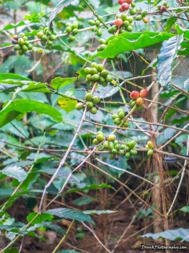 Coffee Cherries tree