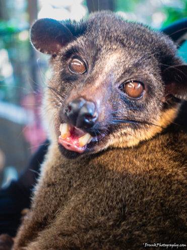 Kopi Luwak Drunkphotography.com