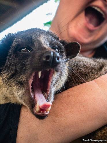 Kopi Luwak