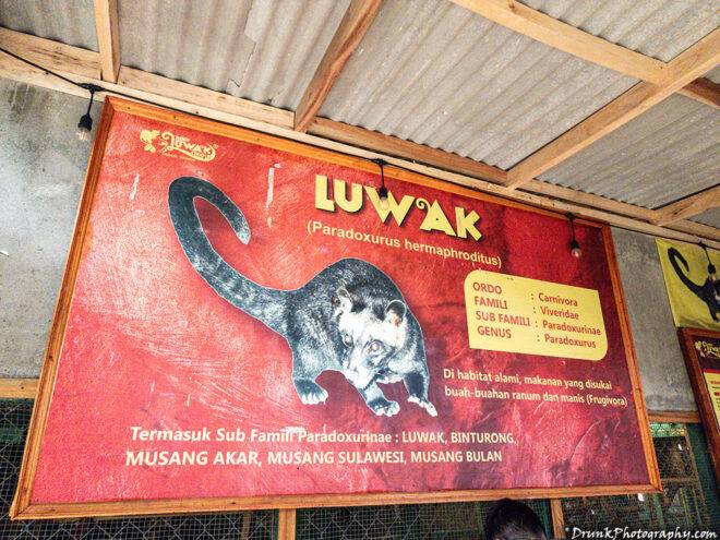 Luwak