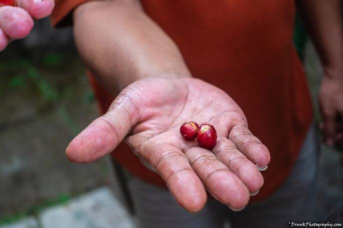 Coffee Cherries