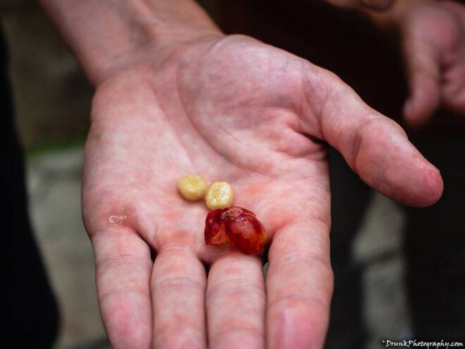 Kopi Luwak Coffee Cherry